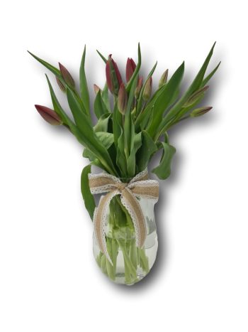 אגרטל קסם הטוליפים