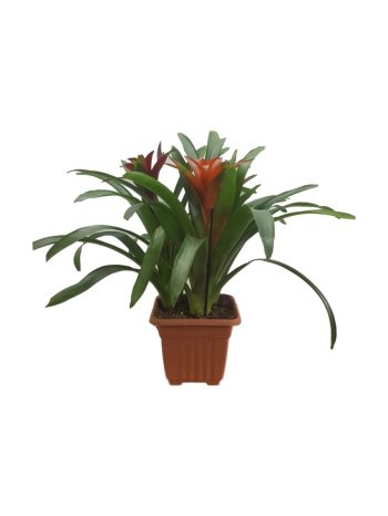 גוזמניה שלשייה